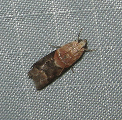 Acrobasis palliolella