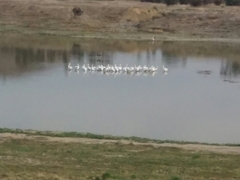 Pelecanus erythrorhynchos