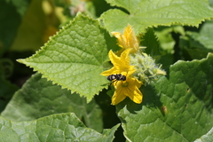 Triepeolus remigatus