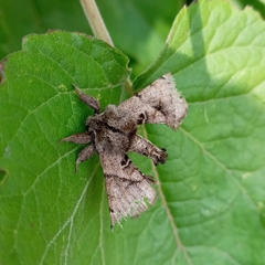 Apatelodes pudefacta