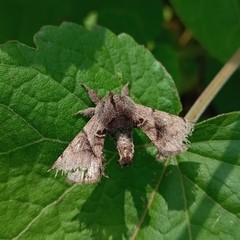 Apatelodes pudefacta