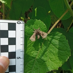 Apatelodes pudefacta