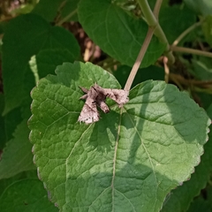 Apatelodes pudefacta