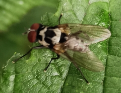 Pterygota