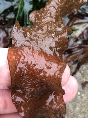 Grateloupia doryphora