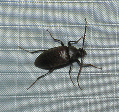 Capnochroa fuliginosa
