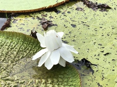 Victoria amazonica