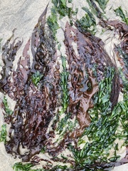 Grateloupia doryphora