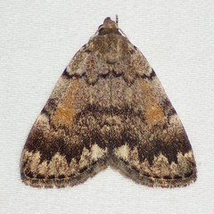 Idia concisa