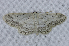 Idaea calunetaria