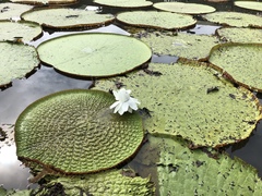 Victoria amazonica