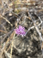 Lessingia hololeuca