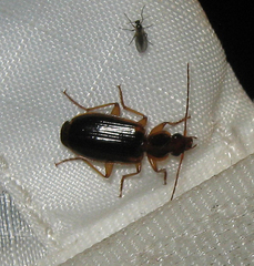 Cymindis limbata