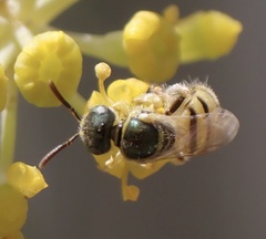 Nomioides