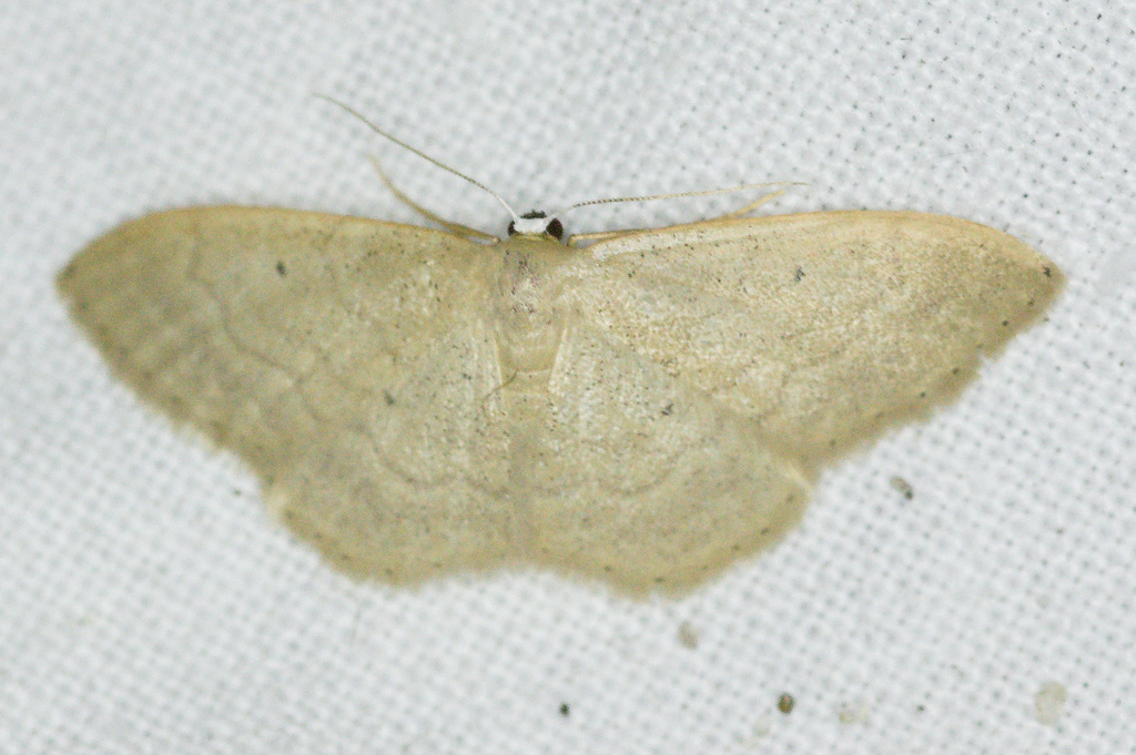Idaea litigiosaria