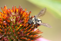 Triepeolus remigatus