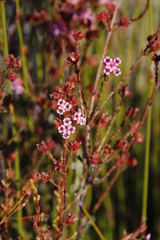 Erica daphniflora