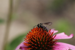 Triepeolus remigatus