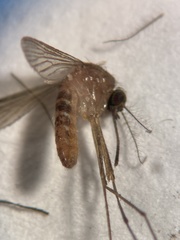Culex nigripalpus
