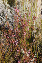 Erica daphniflora