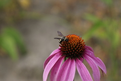 Triepeolus remigatus