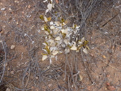 Ambrosia chenopodiifolia