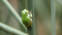 Hyla intermedia perrini