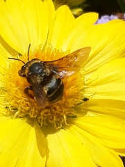 Svastra obliqua