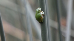 Hyla intermedia perrini