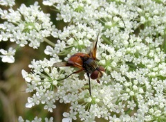 Ectophasia oblonga