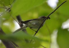 Phylloscopus trochilus