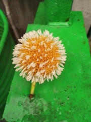 Neolamarckia cadamba