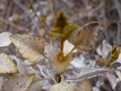 Ambrosia chenopodiifolia