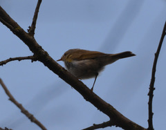 Phylloscopus