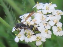 Ancistrocerus trifasciatus
