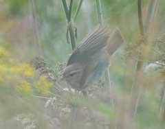 Phylloscopus trochilus