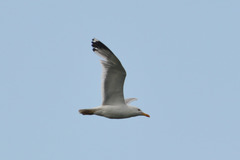 Larus argentatus