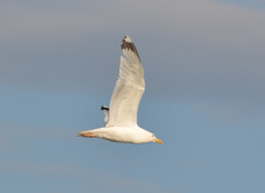 Larus argentatus