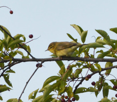 Phylloscopus trochilus