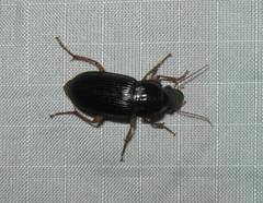 Harpalus pensylvanicus