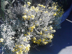 Brachyglottis monroi