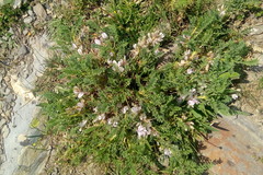 Astragalus sempervirens