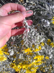 Brachyglottis monroi