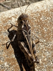 Hippiscus ocelote
