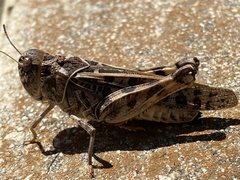 Hippiscus ocelote