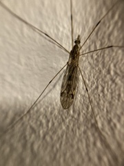 Tipula