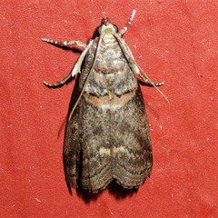 Acrobasis juglandis