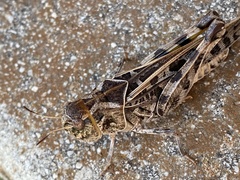 Hippiscus ocelote