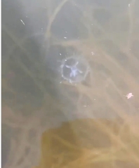 Craspedacusta sowerbii