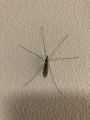 Tipula